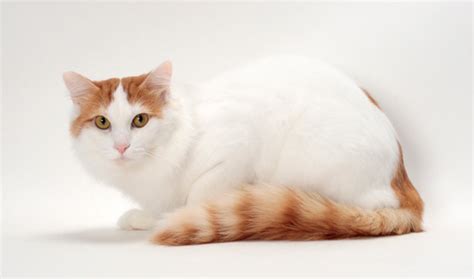 Turkish Van Cat Breed Information