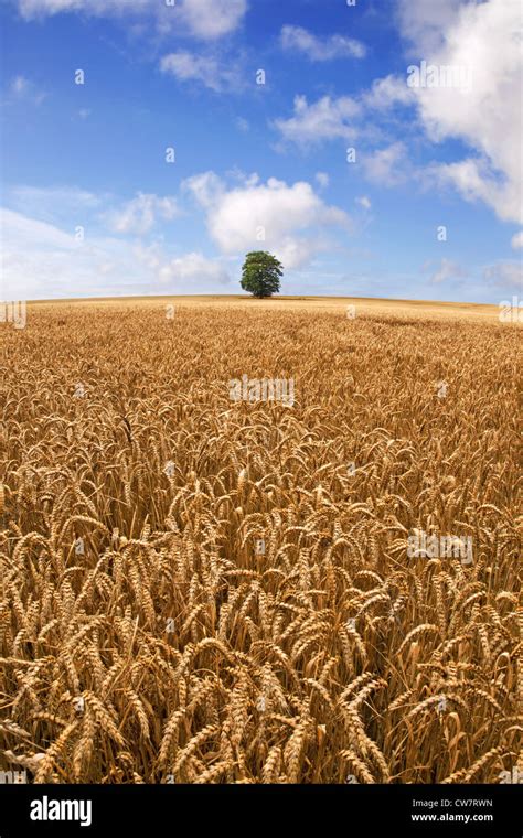 A Lone Oak Tree Stands On The Horizon In The Middle Of A Wheat Field On
