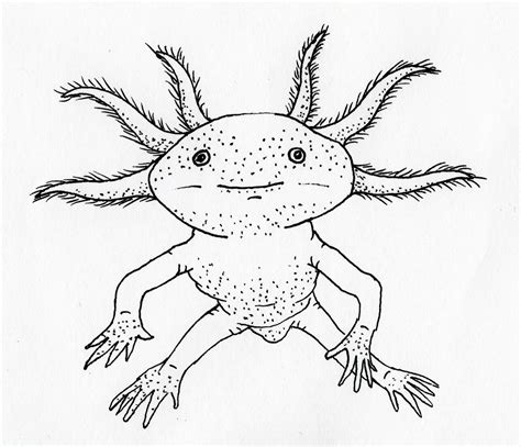 200以上 Axolotl Drawing 253517 Axolotl Drawing Easy