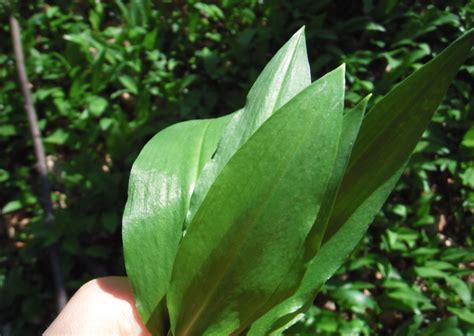 Riechen sie nach knoblauch, ist es bärlauch. Frühjahrsputz für den Darm: Bärlauch | Mit Rezept für ...