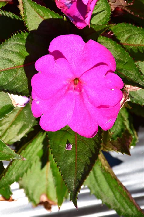 While new guinea impatiens are often sold in hanging baskets they need a lot of water to do well and it may be difficult to maintain appropriate moisture they will be easier to keep hydrated in large pots or in the ground. SunPatiens® Compact Purple New Guinea Impatiens (Impatiens ...
