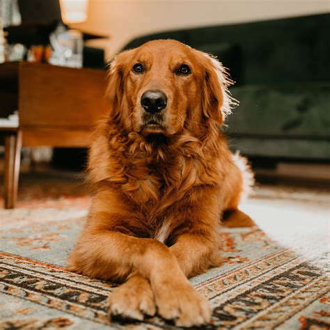 Customers who are near our facility have purchased from us in the following regions of the midwest (arkansas, oklahoma, kansas, nebraska, iowa, illinois, kentucky. Red Golden Retriever in 2020 | Golden retriever adventure ...