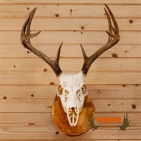 Premier 4x5 9 Point Whitetail Buck Deer Skull And Antlers European Log M
