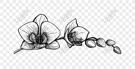 Sketsa Gambar Bunga Anggrek Bulan ~ 39 Gambar Sketsa Bunga Indah