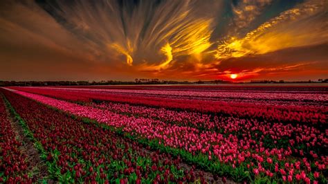 Clouds And Sunset Over Tulip Field Image Abyss