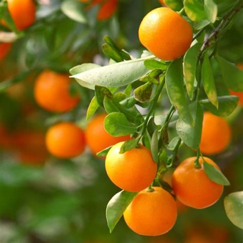 10 Easy Tips How To Plant Orange Tree In Pot The Gardening Dad