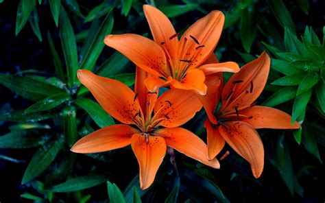 Картинки Лилии оранжевые цветок Крупным планом 2560x1600