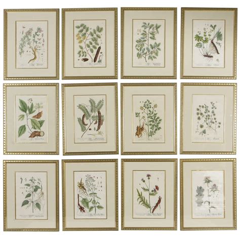 18th Century Framed Botanical Prints Framed Botanical Prints Framed