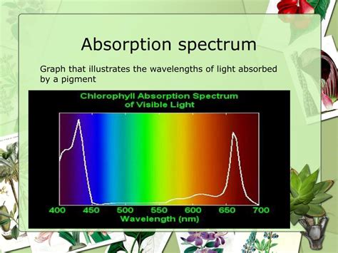 Ppt Light Energy And Photosynthetic Pigments Powerpoint Presentation