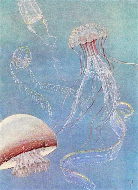 Jellyfish Illustration Of Underwater Sealife Vintage Image Digital