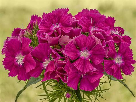 Dianthus barbatus | Dianthus barbatus, Sweet william, Carnations