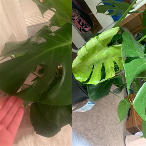 Monstera leaves curling means you might want to keep a closer eye on your monsteras soil humidity levels and dont forget that houseplants like more frequent soaking during the. Why are the leaves curling upwards like this? Also brown ...