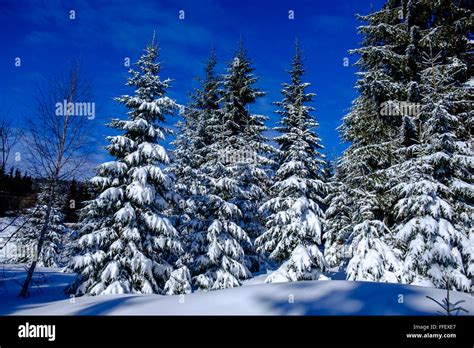 Snowy Pine Trees Snow Covered Closeup Winter Wonderland Landscape