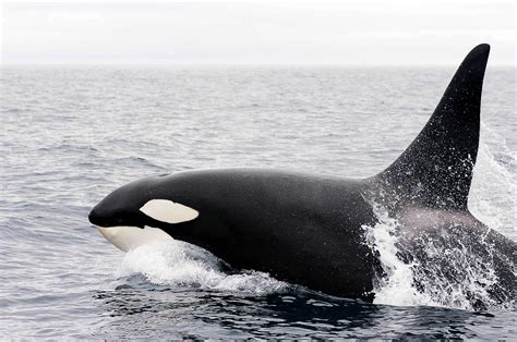 Killer Whale Research In Alaska Noaa Fisheries