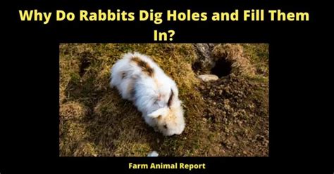 Why Do Rabbits Dig Holes And Fill Them In 2024 Plugging