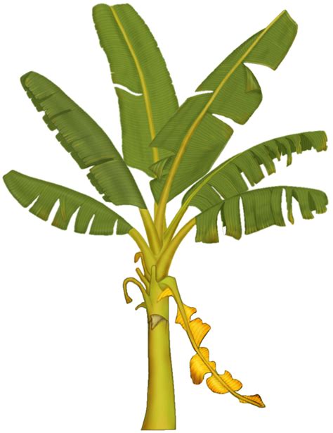 Banana Tree Clipart 20 Free Cliparts Download Images On Clipground 2024