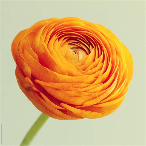 Macro Of Orange Ranunculus Flower By Stocksy Contributor Kerry