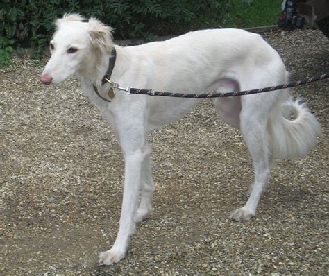 Lurcher Jaime Saluki Dogs Saluki Lurcher