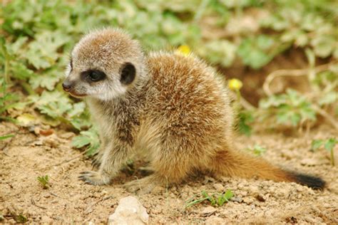 20 Pictures Of Adorable And Cute Baby Meerkats Furry Talk