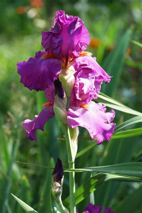 Pink Iris Flower In The Garden Stock Image Image Of Ornamental