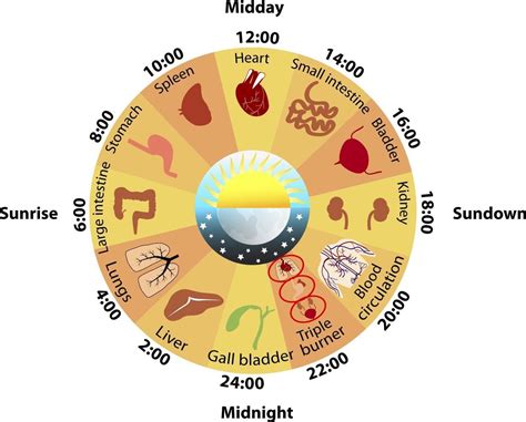 Why Are Your Circadian Rhythms So Important Redhealth®
