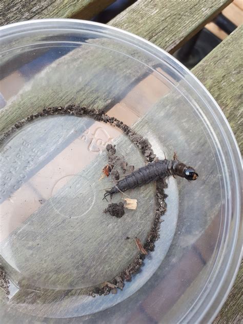 Larva Of Ground Beetle Pest Control Canada