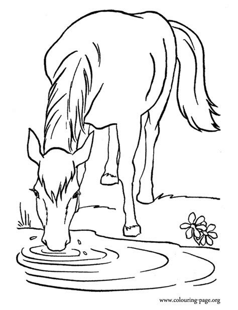 Free printable coloring pages for kids. Horses - A farm horse drinking water in the lake coloring page