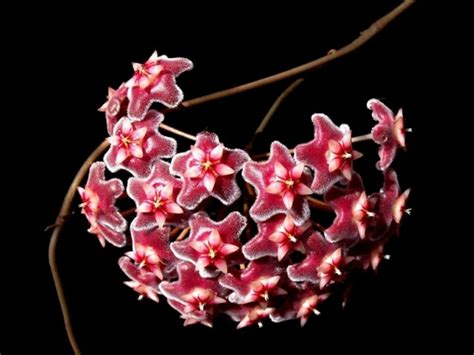 Hoya Pubicalyx Wax Plant World Of Flowering Plants