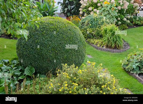 Common Boxwood Buxus Sempervirens With Spherical Shape Stock Photo