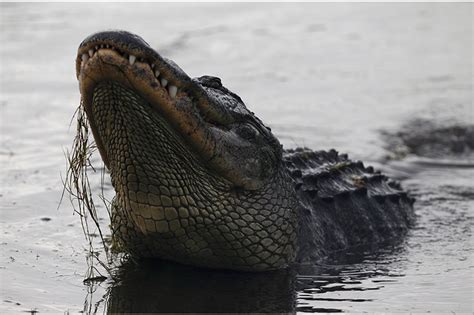 Woman Killed In South Carolina Alligator Attack
