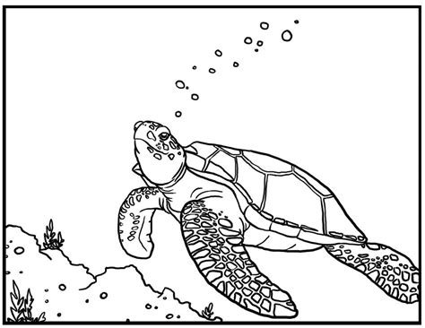 I love coloring with the kids. Free Printable Turtle Coloring Pages For Kids