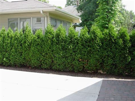 Columnar Trees And Shrubs Our 8 Go To For Narrow Spaces 4 Columnar