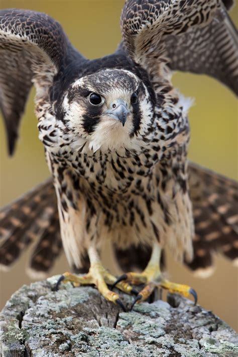 Peregrine Falcon Pet Birds Beautiful Birds