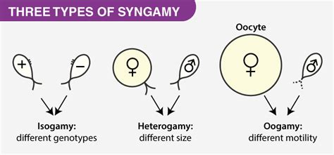 Syngamy Definition Types Difference Between And Video