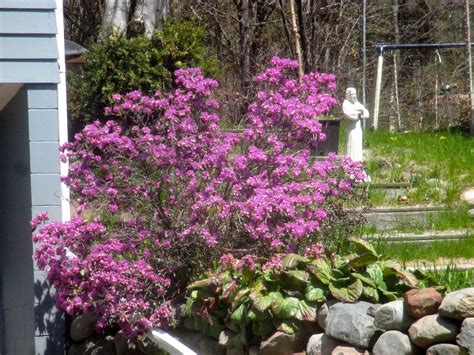 Arts Bayfield Almanac Pjm Rhododendron Is Blooming