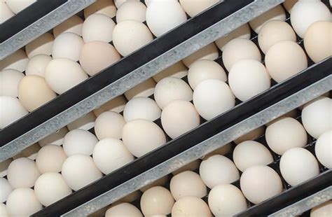 The Biology Behind Egg Turning Royal Pas Reform Integrated Hatchery Solutions