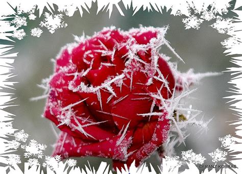 Winter Flower Wallpapers Wallpaper Cave Free Pictures On