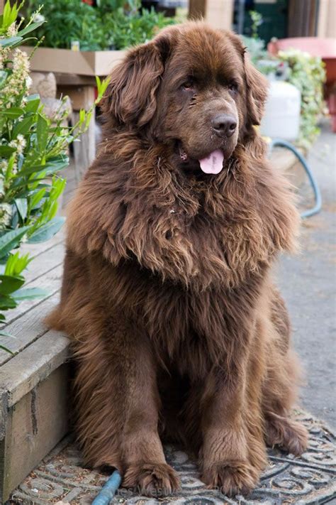 Pleaseeeeee Fluffy Dogs Brown Newfoundland Dog Large Dog Breeds