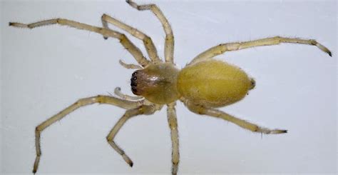 The Most Common House Spiders And How To Know If Theyre In Your Home