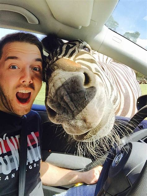 Man Takes A Selfie With A Zebra
