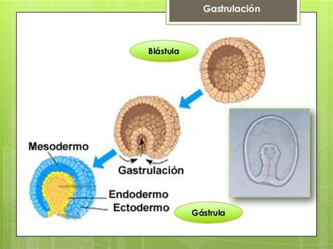 Embriologia Tercera Cemana De Desarrollo El Disco Germinativo Trilaminar