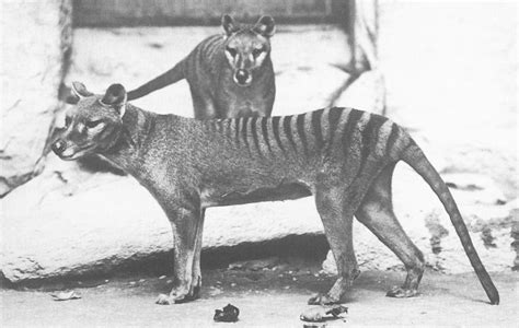 10 Facts About Tasmanian Tiger - Some Interesting Facts