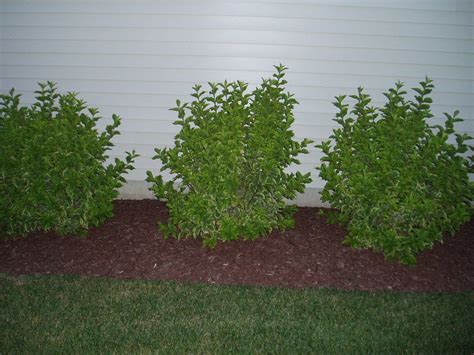 Simple contemporary front yard landscape 21. landscaping bushes - - Yahoo Image Search Results | Plants ...