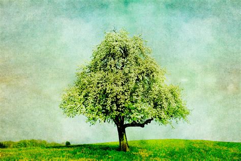 Tree Vintage Painting Free Stock Photo Public Domain Pictures