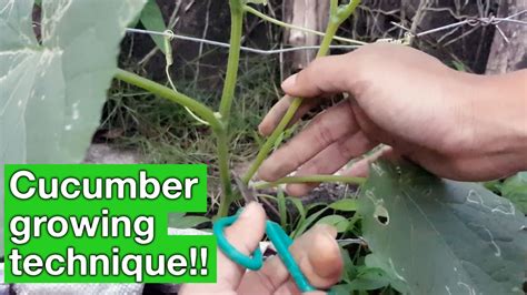 Plant Sucker Cucumber Growing In Pots Real Organic Youtube