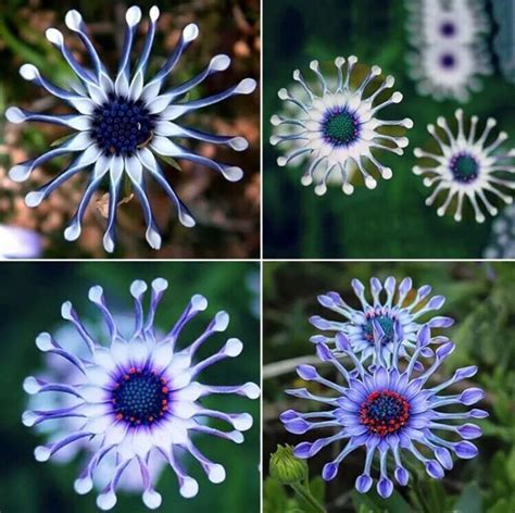 Usa Seller 20pcs Rare Blue Daisy Plants Flower Seeds Garden Etsy
