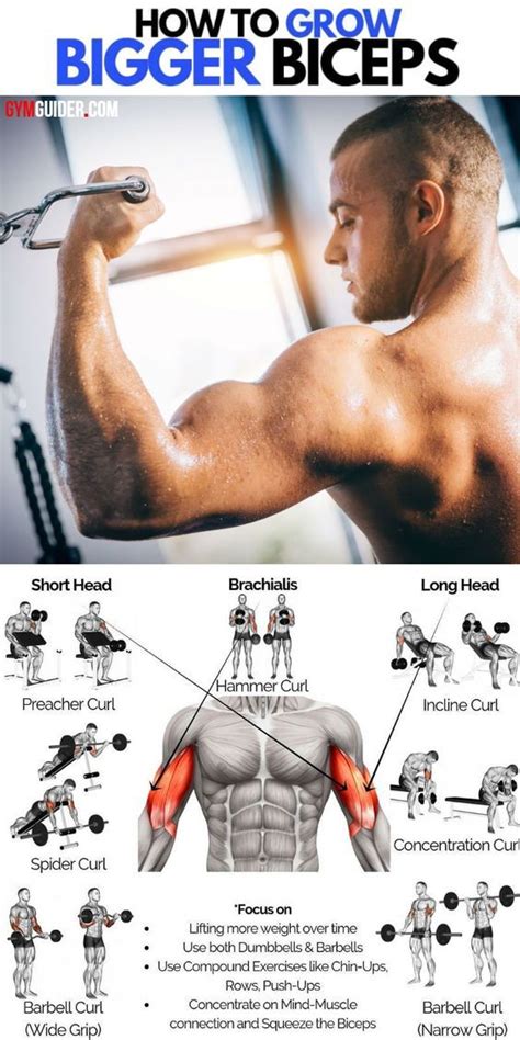How To Grow Bigger Biceps Dumbbell Bicep Workout Big Biceps Workout