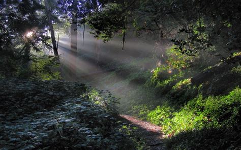 X Nature Landscape Forest Mist Sun Rays Trees Fall Leaves Shrubs Sunlight Morning