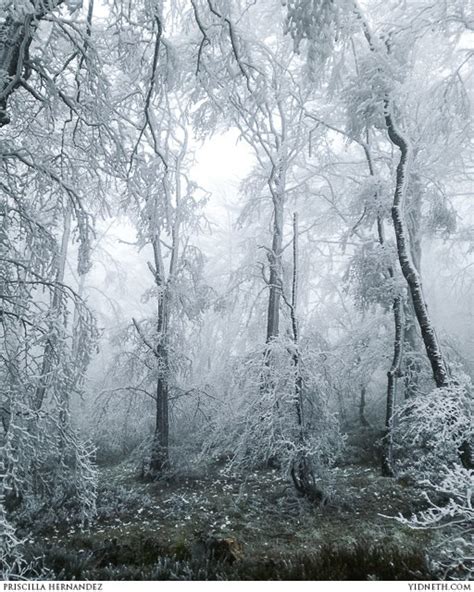 The Ice Forest A Frozen Fantasy World Photo Shoot And Behind The
