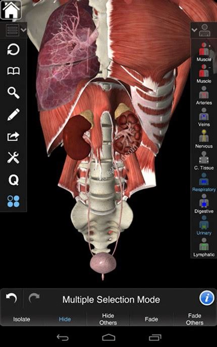 Essential Anatomy Android Polizgym